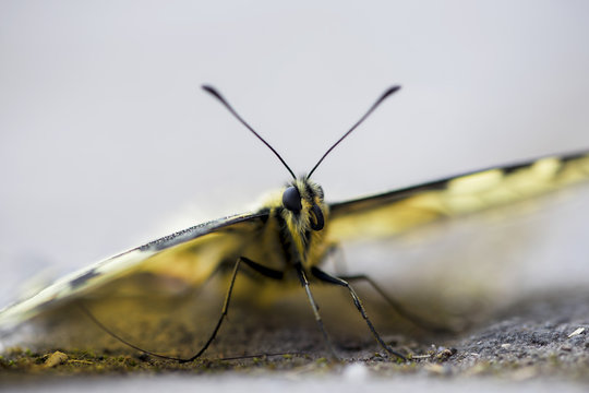 Close-up of a scarce swallowtail butterfly (Iphiclides podalirius) sitting on the pavement