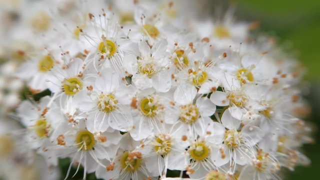 Crataegus monogyna in spring. White inflorescences sway in the wind.