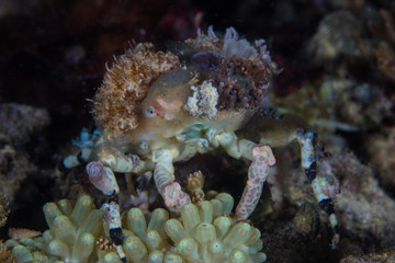 A well-camouflaged decorator crab crawls over corals on a shallow reef in Komodo National Park, Indonesia.