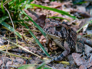 frog in the grass
