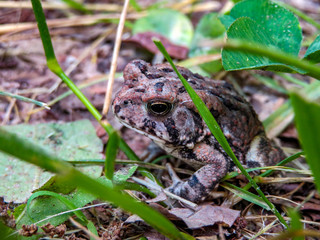 frog in the grass