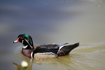 Carolina duck (scientific name: Aix sponsa) also known as wood duck 