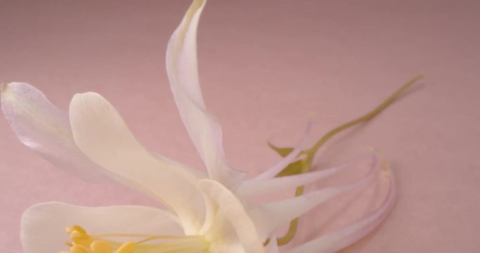 Aquilegia. White Flower Isolated on Pink Background. 4K. Macro. Wide Angle.