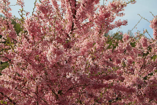 Almond tree, Flowering almond tree, Prunus triloba