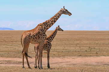 Masai Maasai Giraffe (Giraffa camelopardalis tippelskirchii) mother and young calf on Maasai Mara grass plains, Kenya, East Africa. Kilimanjaro giraffe with copy space for text and blue sky