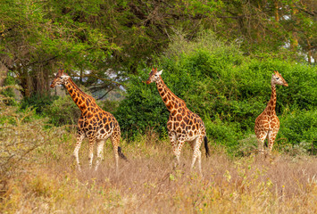 Three Rothschild's giraffes Giraffa camelopardalis rothschildi endangered walk forward full length woodland Lake Nakuru National Park Kenya East Africa