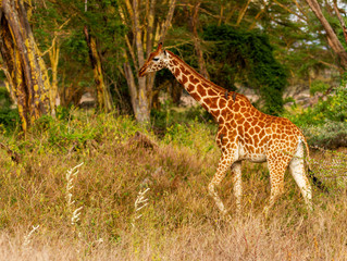 Rothschild's giraffe Giraffa camelopardalis rothschildi walks through woodland feeding on thorn trees Lake Nakuru National Park Kenya East Africa Endangered