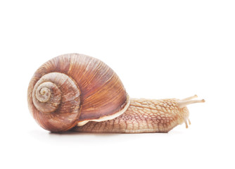 One brown snail.