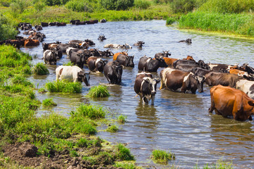 Cows wade cross the river