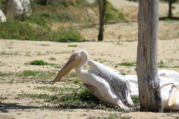 Dalmatian pelican (scientific name: Pelecanus crispus)