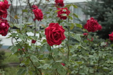 red rose in garden