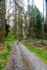 Fototapeta premium path in forest