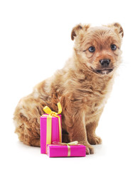 Puppy with gifts.