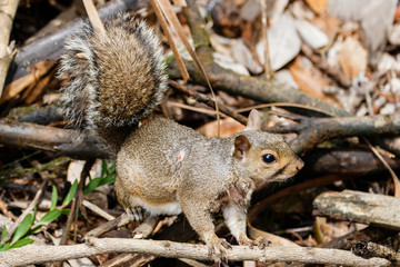 Hörnchen Wald