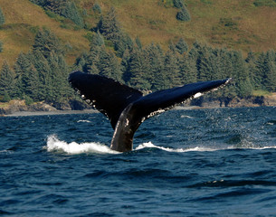 Humpback Whale Fluke Along Kodiak Coast
