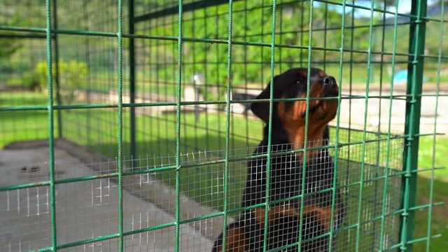 Amazing abused rottweiler puppy portrait inside the net. Aminal cruelty