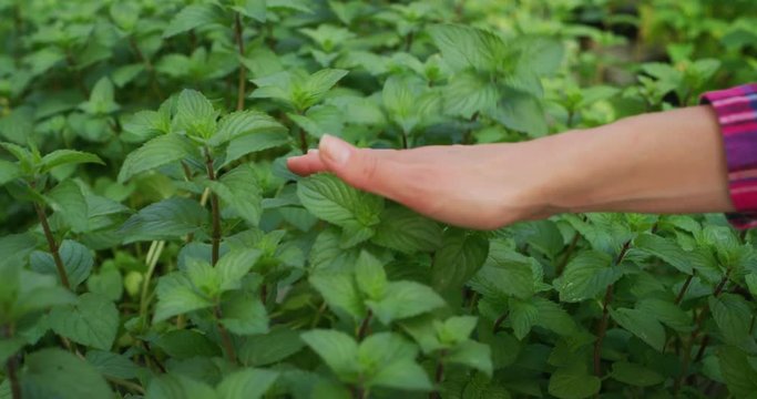 Slow motion of young woman gardener hand close up is touching gently fresh mint plants in a greenhouse in a sunny day.
