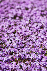 Fototapeta premium random color summer flowers in green meadow under the sun