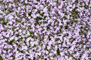 Obraz premium random color summer flowers in green meadow under the sun
