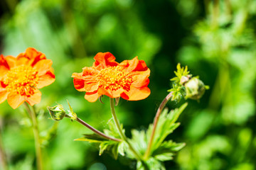 random color summer flowers in green meadow under the sun