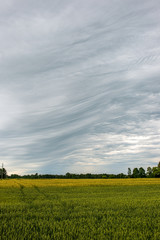 green meadow under blue sky in countryside