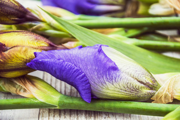purple iris flower buds close.