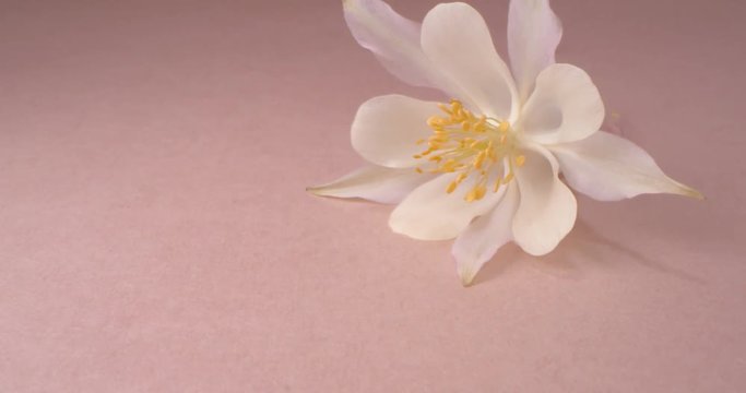 Aquilegia. White Flower Isolated on Pink Background. 4K. Macro. Wide Angle.