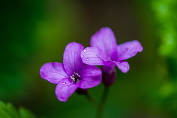 random color summer flowers in green meadow under the sun