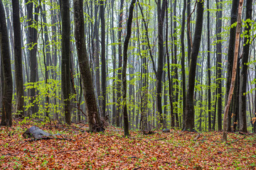 wet forest in autumn mist with red and green tree leaves