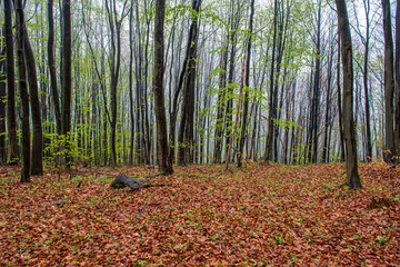 wet forest in autumn mist with red and green tree leaves