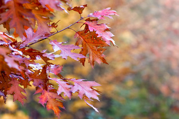 Colorful autumn leaves of red oak on a blurry background_