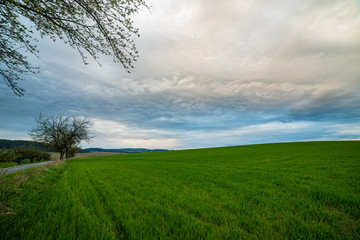 Obraz premium green meadow under blue sky in countryside