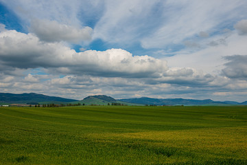 green meadow under blue sky in countryside