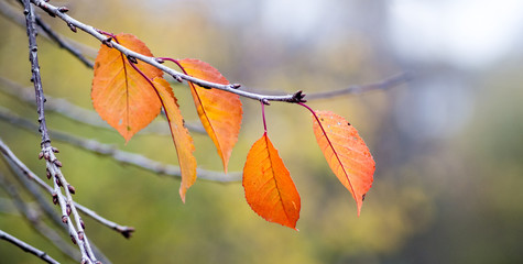 Branch with dry orange autumn leaves on the background of the forest_