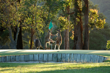 Känguru auf einem Golfplatz in Australien