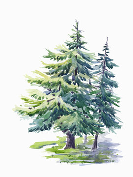 The spruce  trees . Watercolor sketch. Hand drawn
