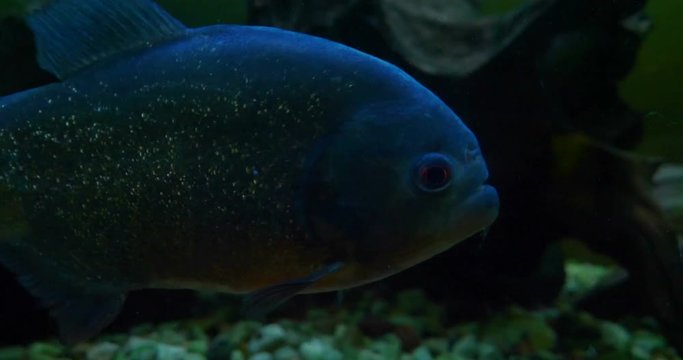 Exotic fish. Closeup of an exotic fish swimming in aquarium
