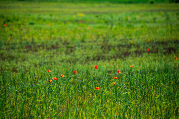 green meadow pasture with blooming flowers in summer heat