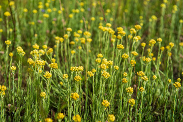 Fototapeta premium random color summer flowers in green meadow under the sun