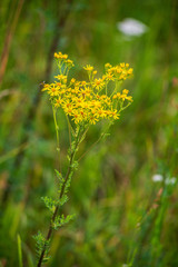 random color summer flowers in green meadow under the sun