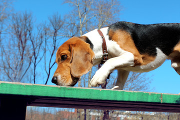 beagle in the garden