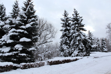 trees in the snow