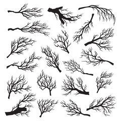 Dry tree branches set, environment dead and old forest
