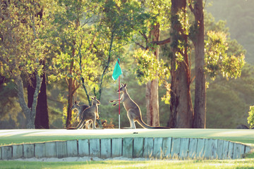 Obraz na płótnie Canvas Känguru auf einem Golfplatz in Australien