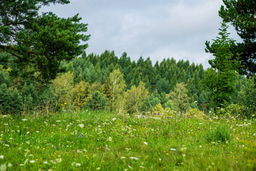 Fototapeta premium green meadow pasture with blooming flowers in summer heat