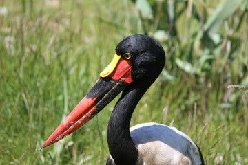 saddle-billed stork (scientific name: Ephippiorhynchus senegalensis) also known as saddlebill