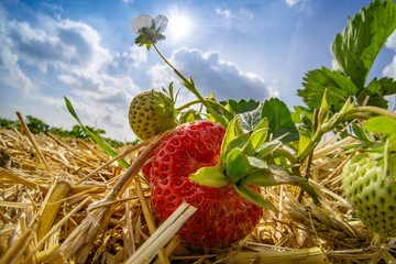 Erdbeeren