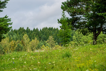 Fototapeta premium green meadow pasture with blooming flowers in summer heat