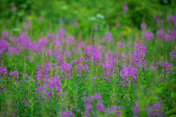 Naklejka premium random color summer flowers in green meadow under the sun