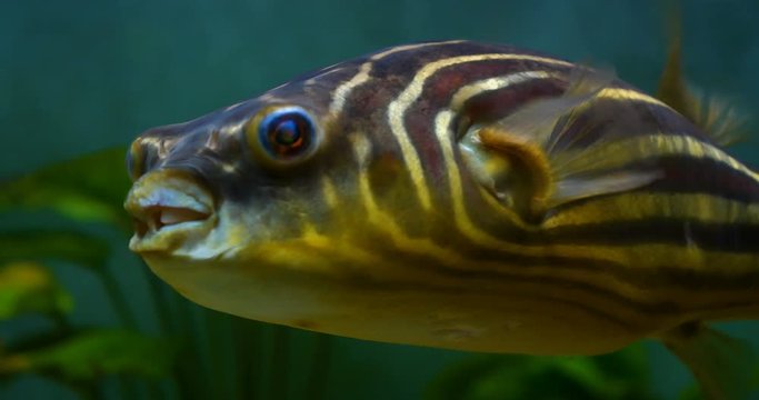 Exotic fish. Closeup of an exotic fish swimming in aquarium